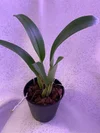 Rlc. Harue Watanabe Volcano Queen