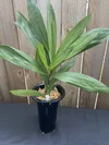 Coelogyne beccarii 