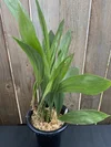 Coelogyne beccarii 
