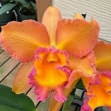 Rlc. Waianae Starburst Volcano Queen
