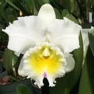 Rlc. Harue Watanabe Volcano Queen