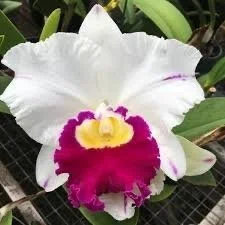 Rlc. Pamela Shell's Volcano Delight Volcano Queen