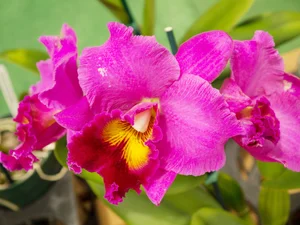 Rlc. Hsinying Rouge 'C.H. #6