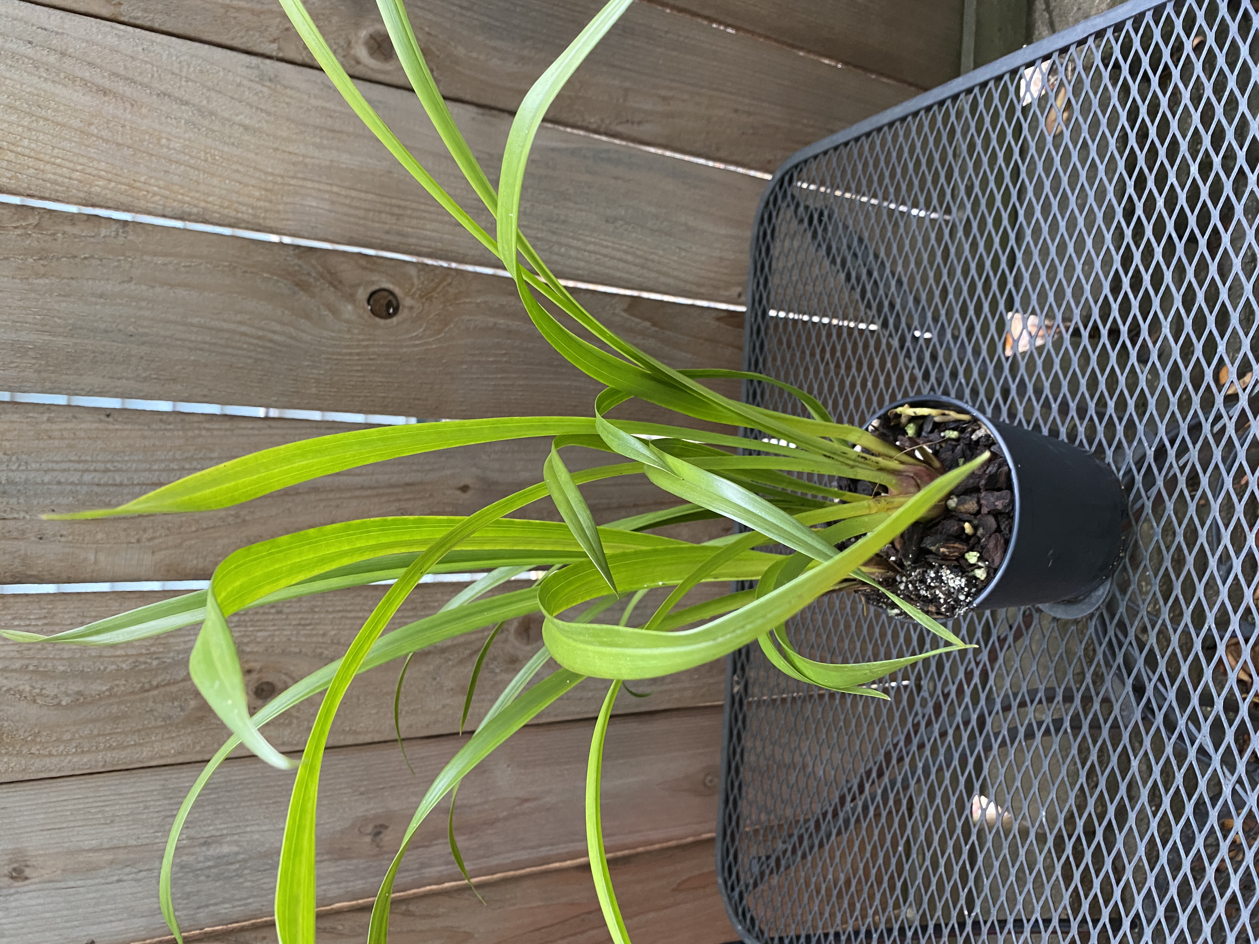 Cymbidium (Gentle Touch Bon Bon x (Peter Pan) Tall
