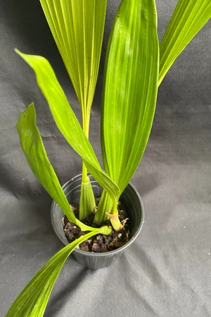 Coelogyne Asperata (known as the Holy Flame)