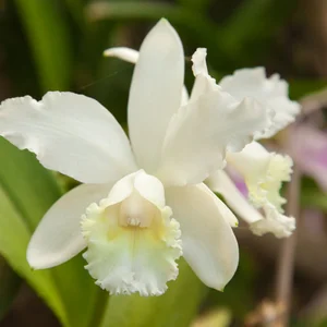 Rlc. Hawaiian Wedding Song 'Virgin'