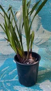 Cymbidium Black Cloud