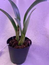 Rlc. Harue Watanabe Volcano Queen