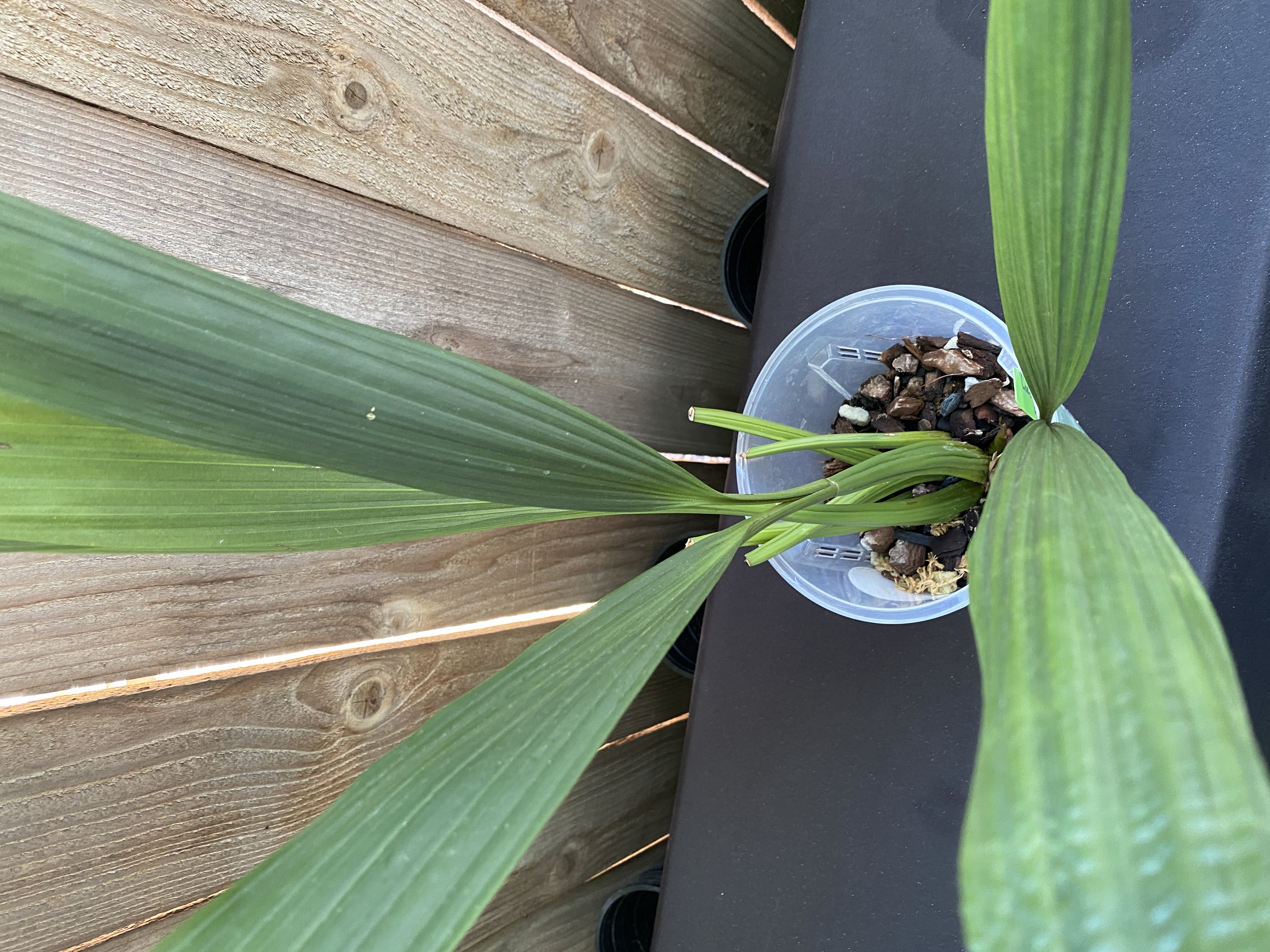 Coelogyne Pandurata