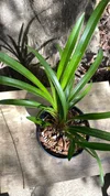 Cymbidium Peter Pan Self