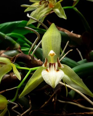 Coelogyne Carinata