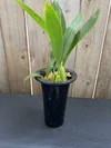 Coelogyne lawrenceana