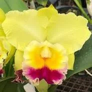Rlc. Charlene Sau Yee Liu 'Volcano Prince - FRAGRANT