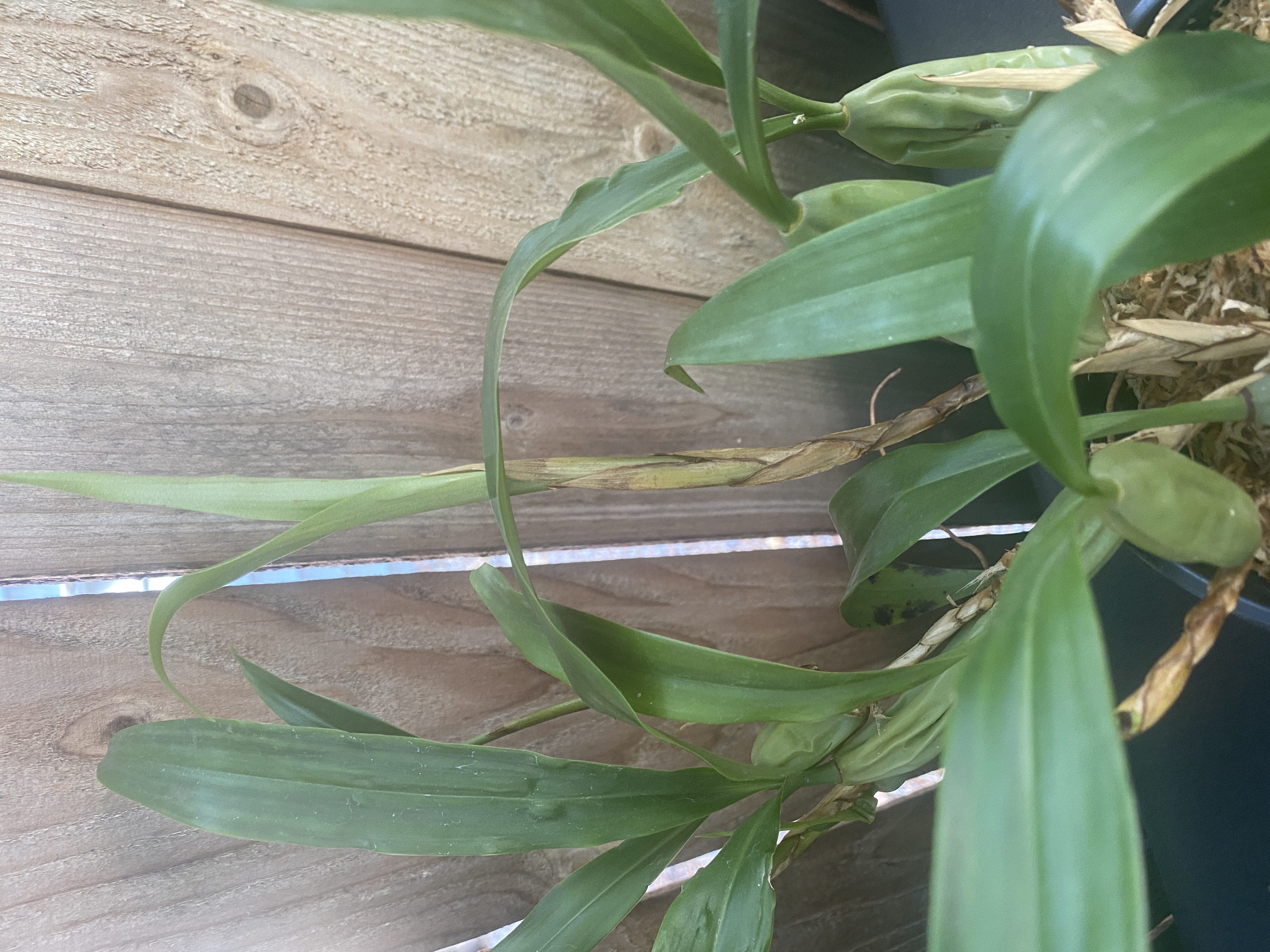 Coelogyne Cristata