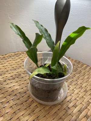 Coelogyne Carinata