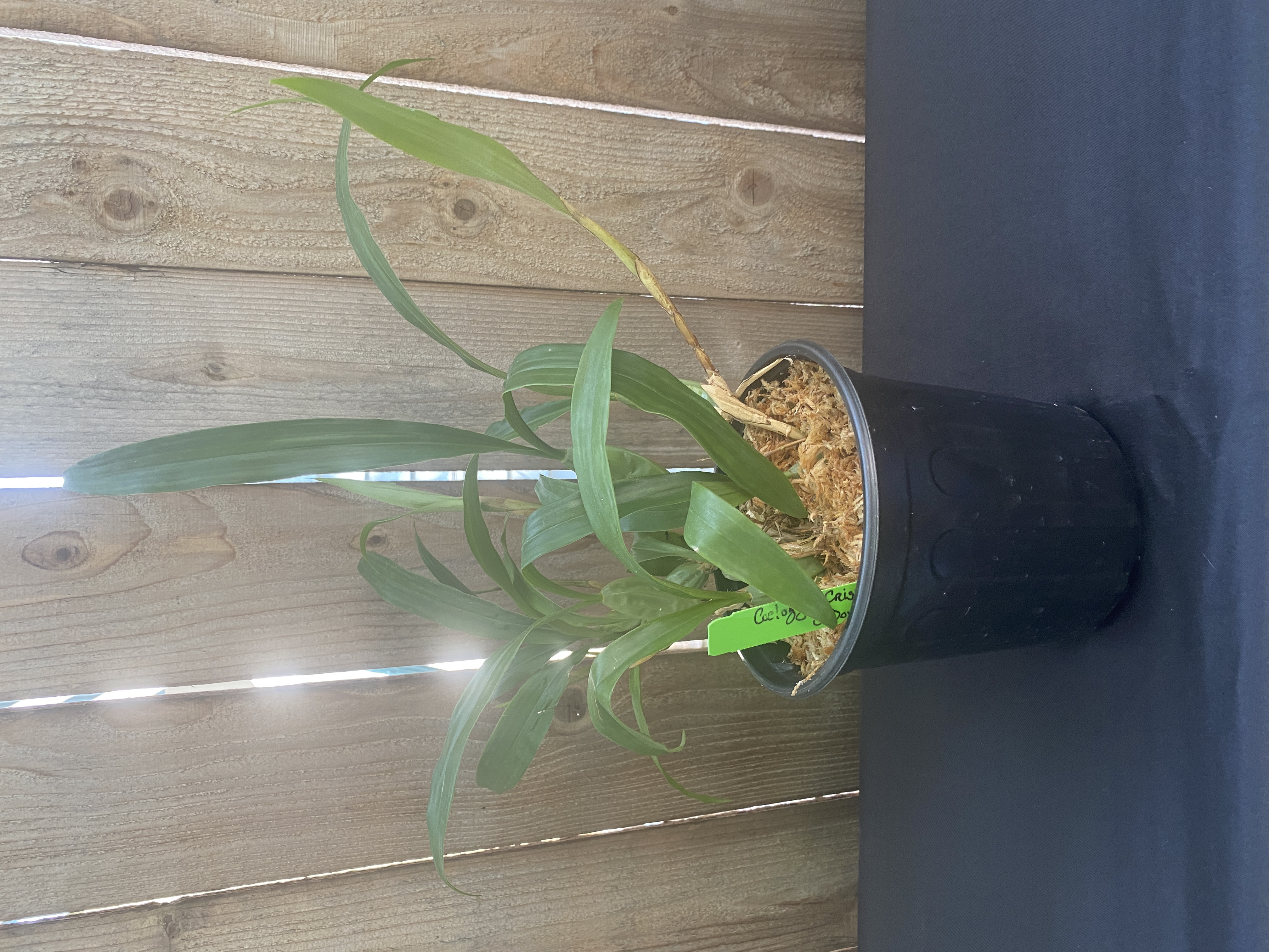 Coelogyne Cristata