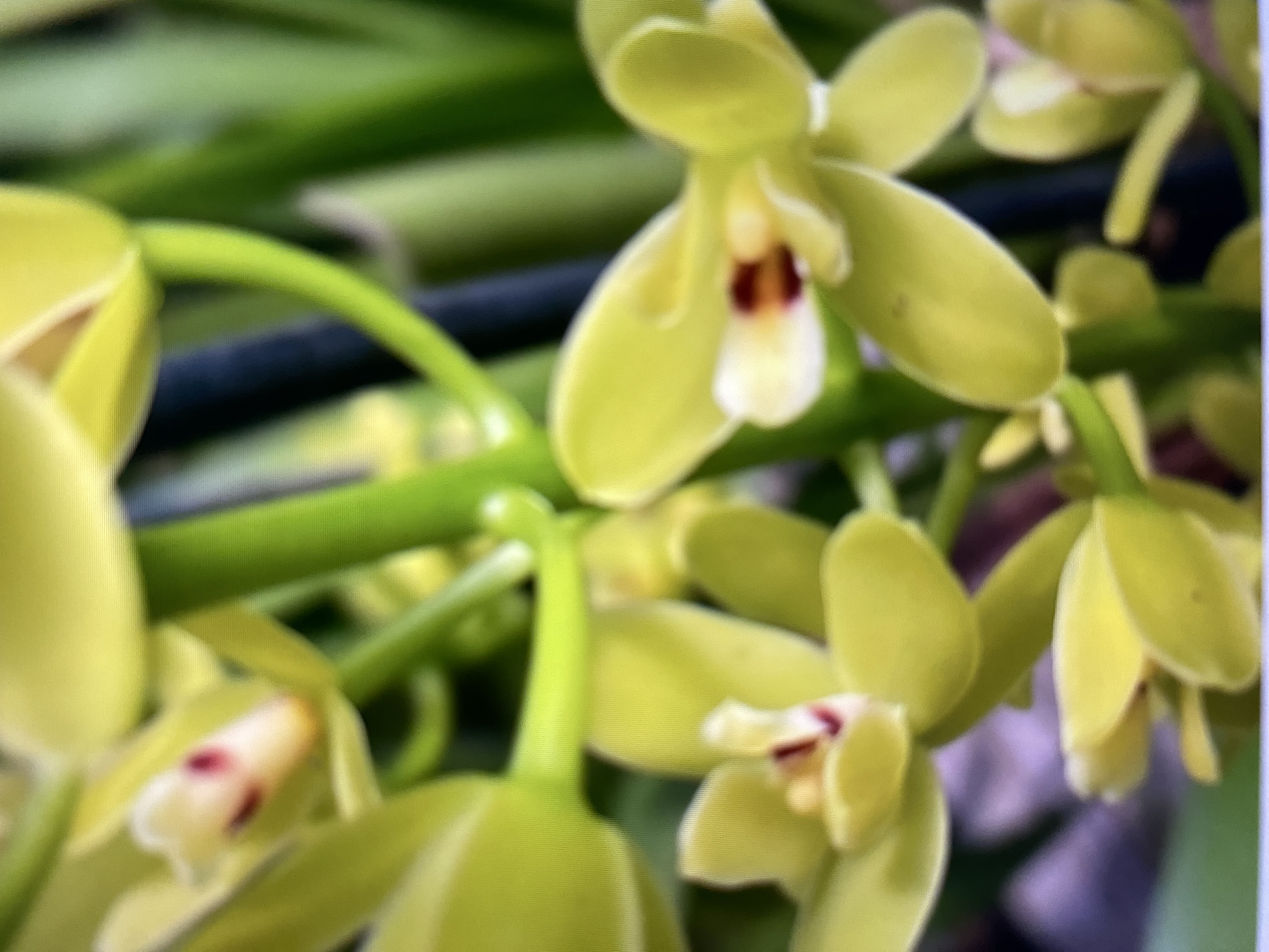 Cymbidium Madidum 'Leroyii'