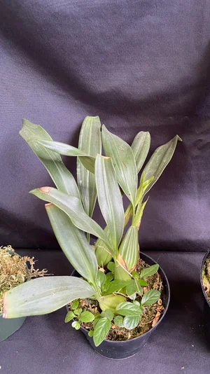 Coelogyne Flaccida