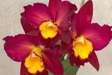 Rlc Tropic Flame "Volcano Queen"