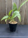 Coelogyne Peltastes