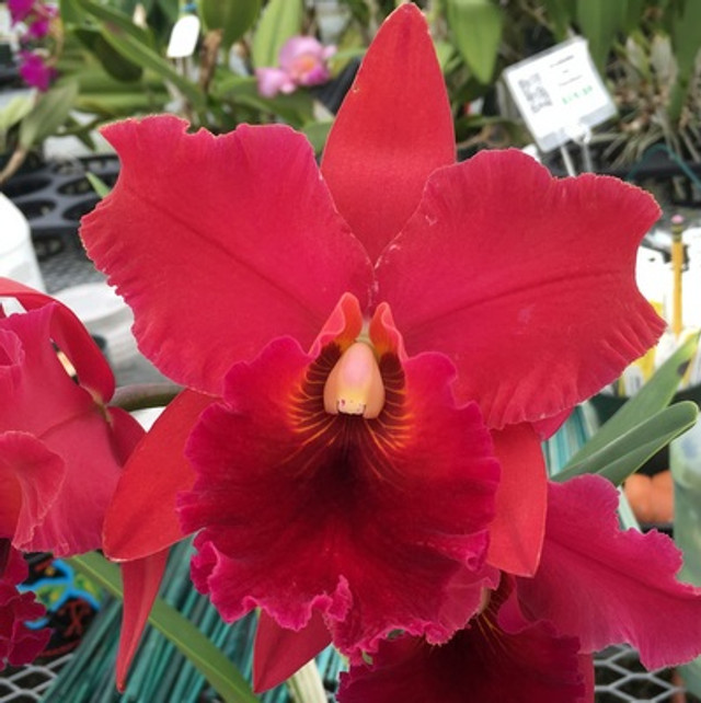 Rlc Taeko Tamaki 'Volcano Red'