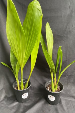 Coelogyne Asperata (known as the Holy Flame)