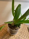 Rlc. Hawaiian Wedding Song 'Virgin'