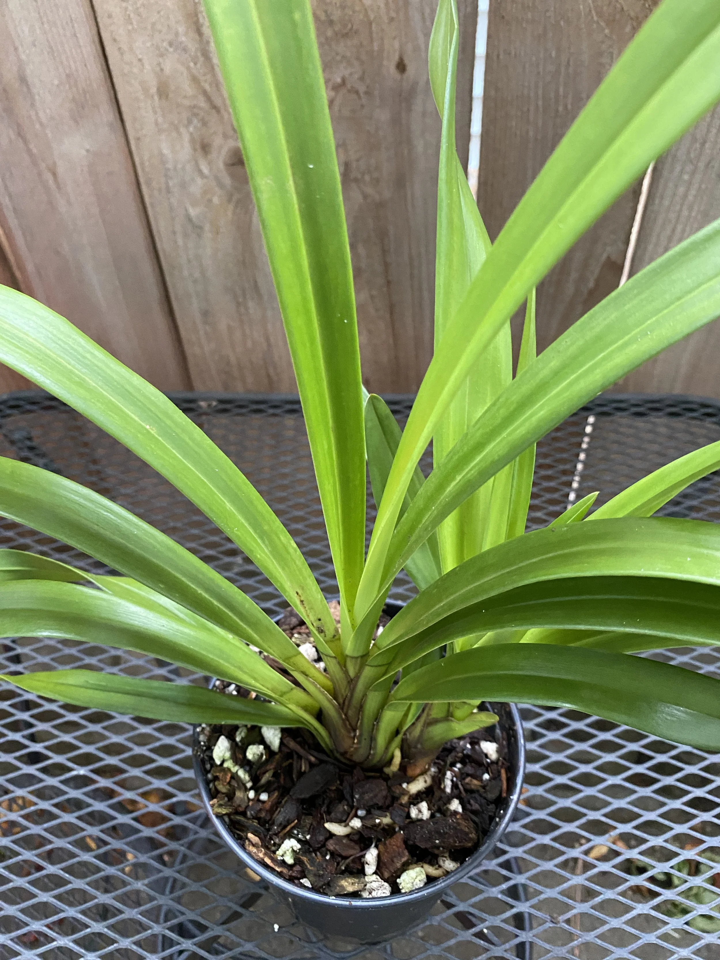 Cymbidium (Flaming Vulcan x Yai ‘Monica')