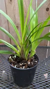 Cymbidium Terrapin Flyer #2