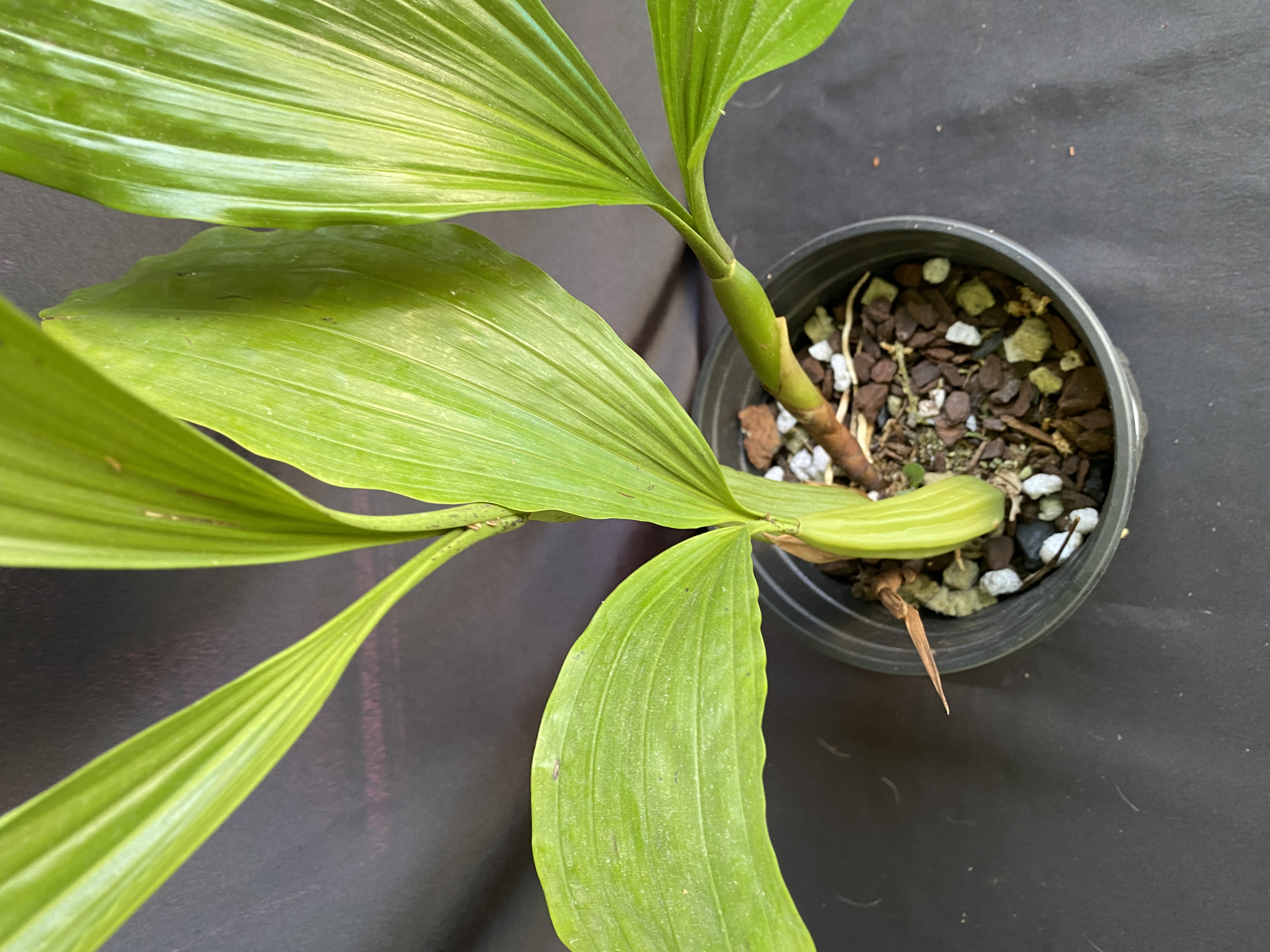 Coelogyne rochussenli mooreana