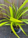 Cymbidium Sanderae 2N Self