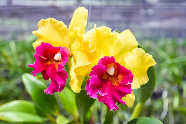 Rlc. Volcano Showy 'Volcano Queen'