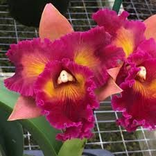 Rlc. Kilauea Sunrise 'Dark Splash' - FRAGRANT