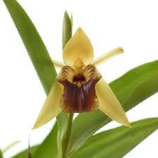 Coelogyne Triplicata