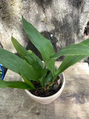 Coelogyne Veluntina
