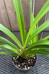 Cymbidium Rolling Stone 'Rusty Bucket x Ruby Red Eyes 'Red Baron'