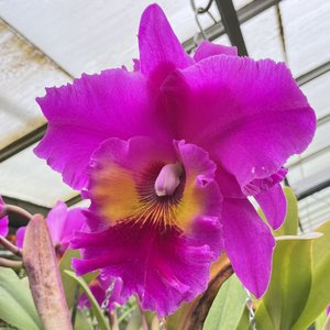 Rlc. Midori Sato Volcano Queen FRAGRANT