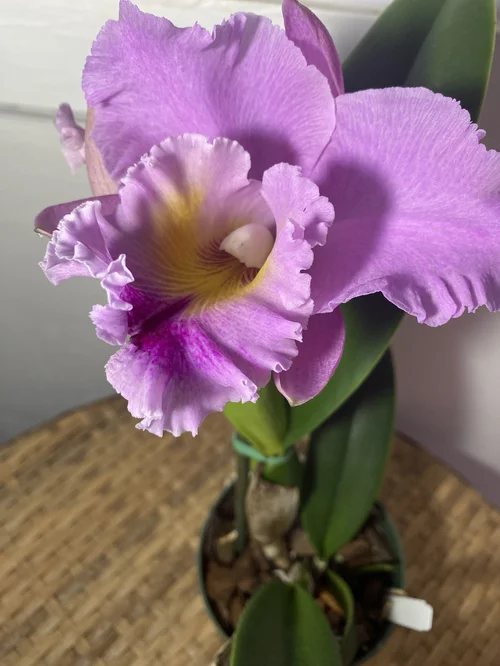 Rlc. Volcano Feeling 'Volcano Queen'