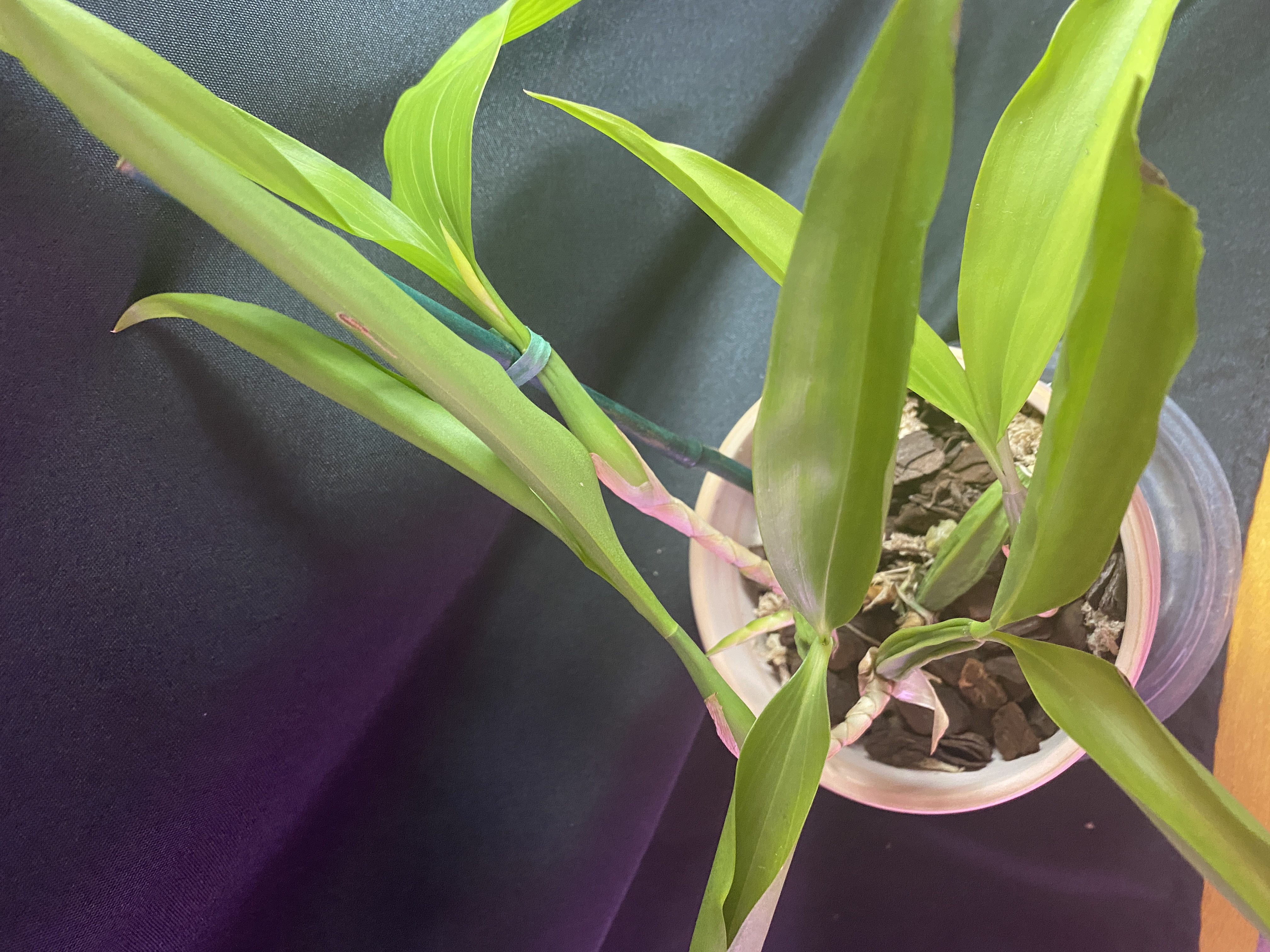 Coelogyne Triplicata