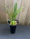 Coelogyne Pulverula