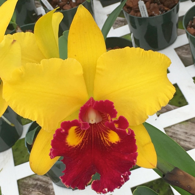 Rlc Emma Marcos Volcano Queen