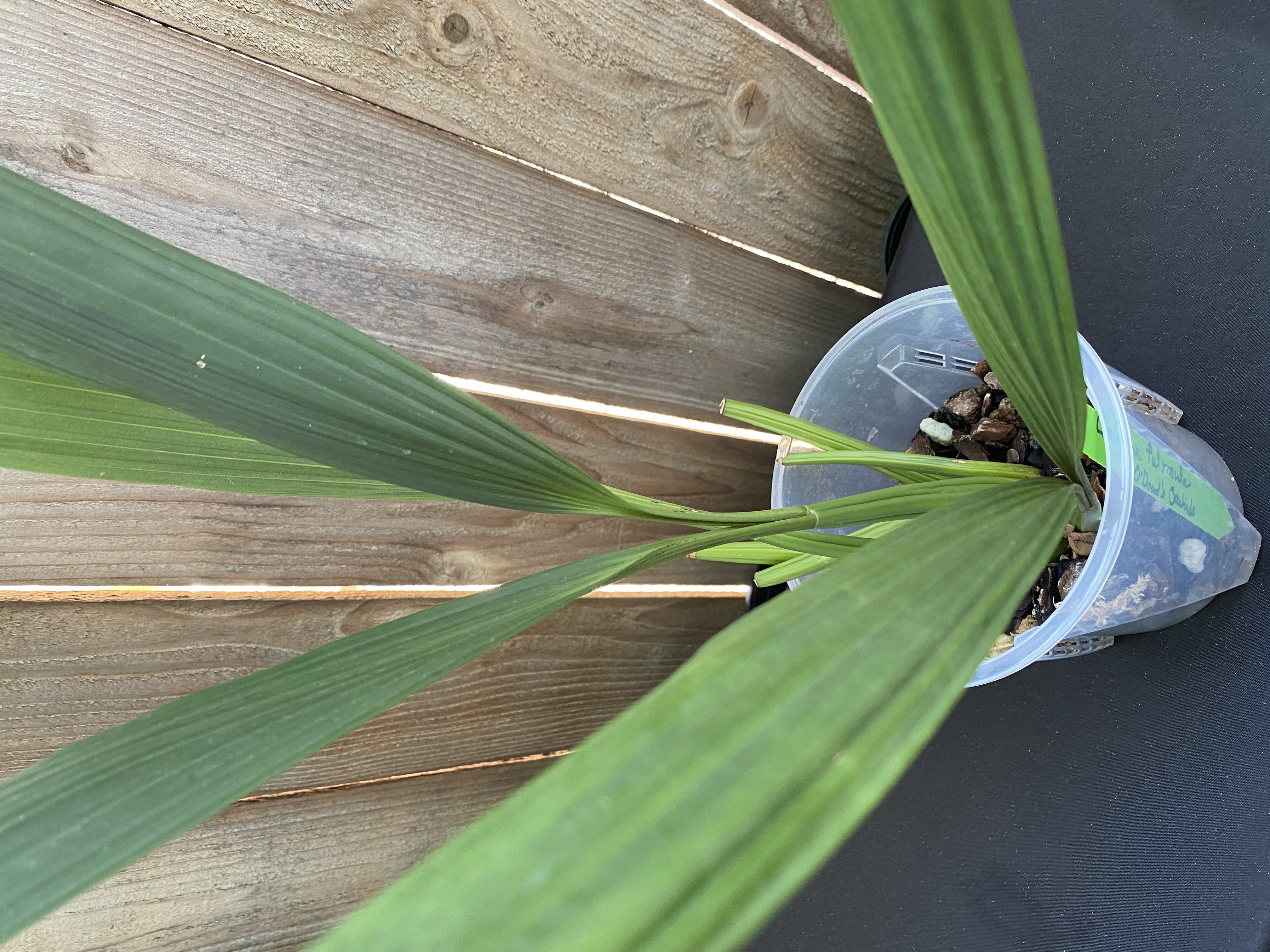 Coelogyne Pandurata