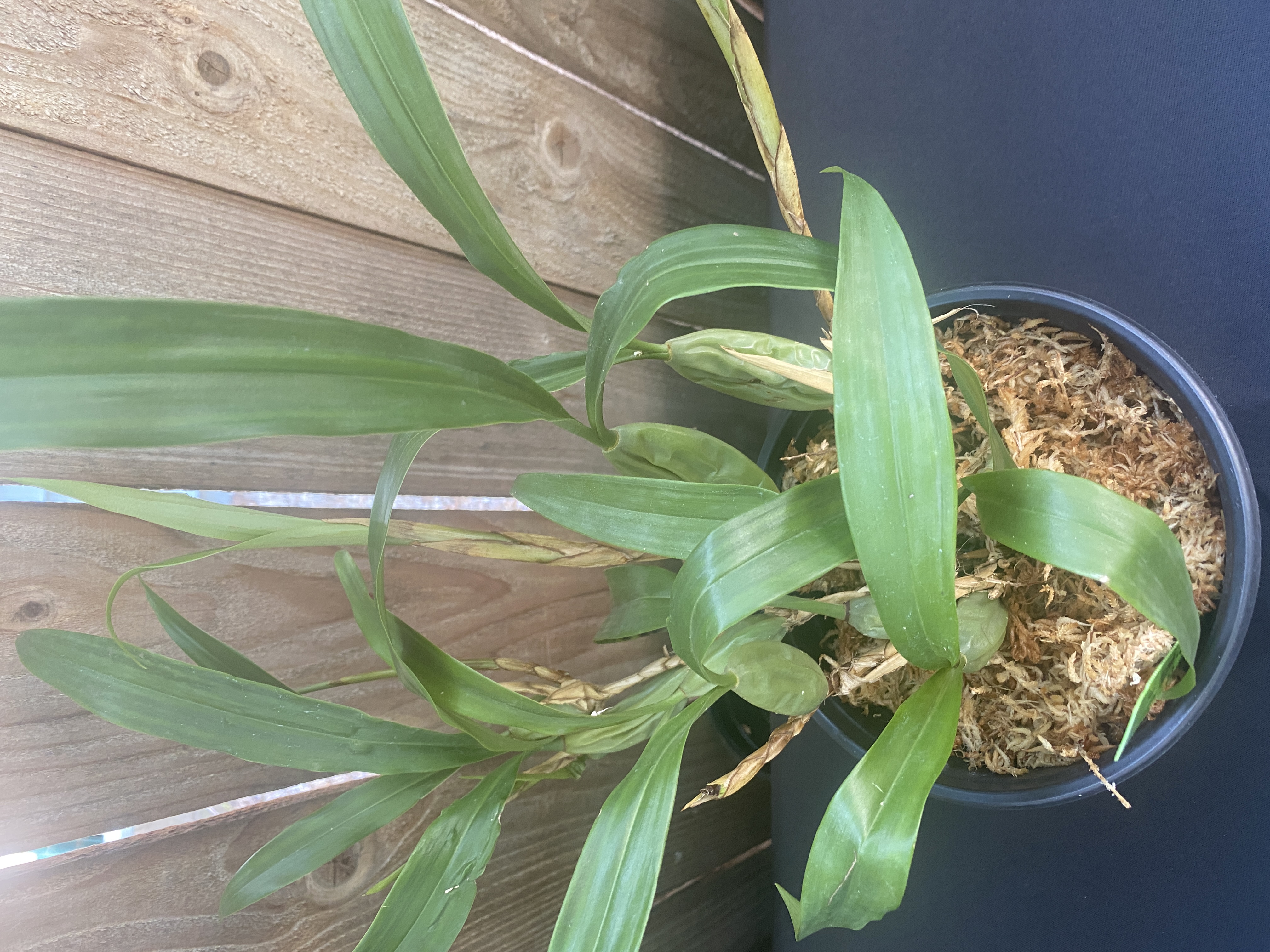 Coelogyne Cristata