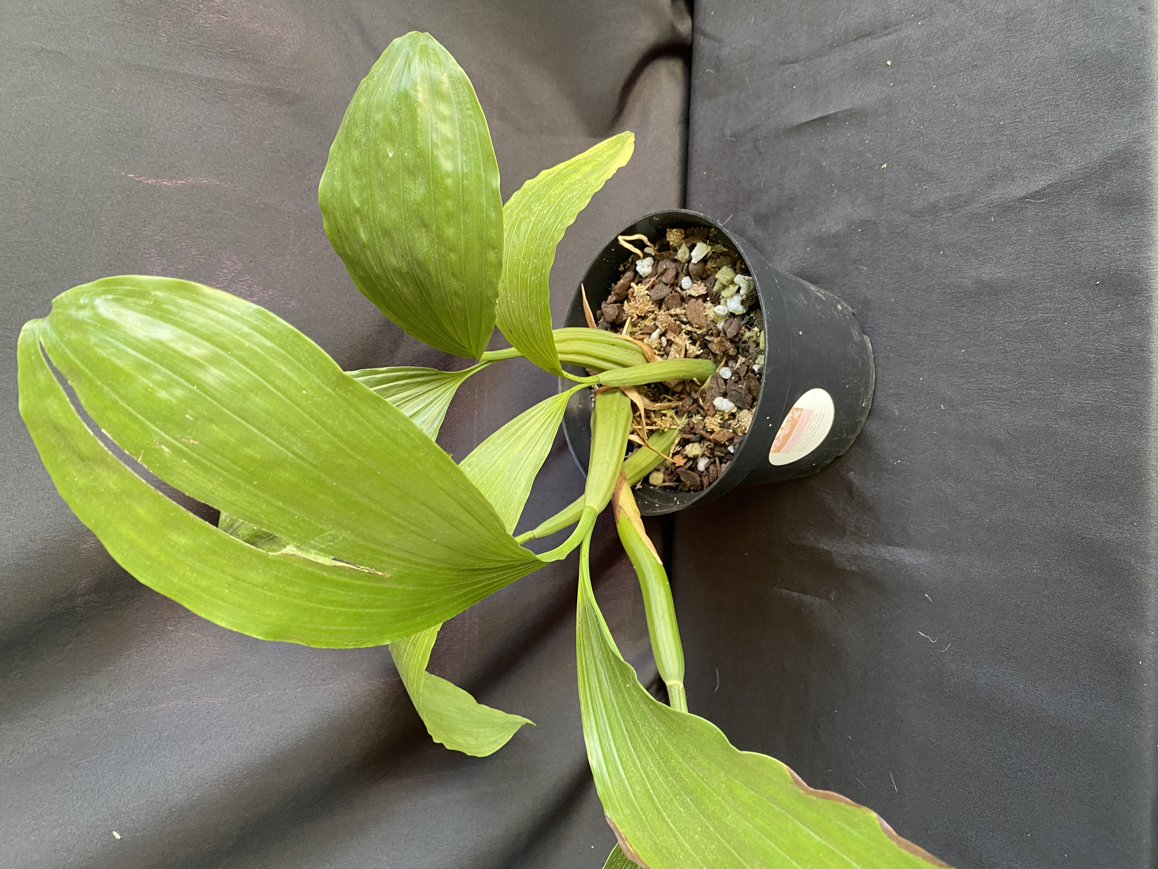 Coelogyne rochussenli mooreana