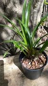 Cymbidium Peter Pan Self