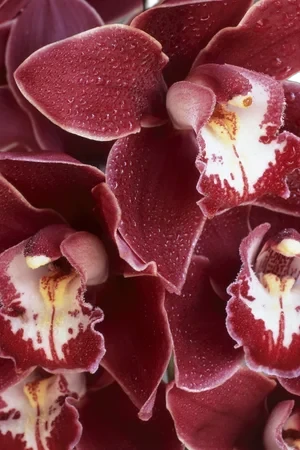 Cymbidium Black Cloud