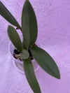 Rlc. Hsinying Rouge 'C.H. #6