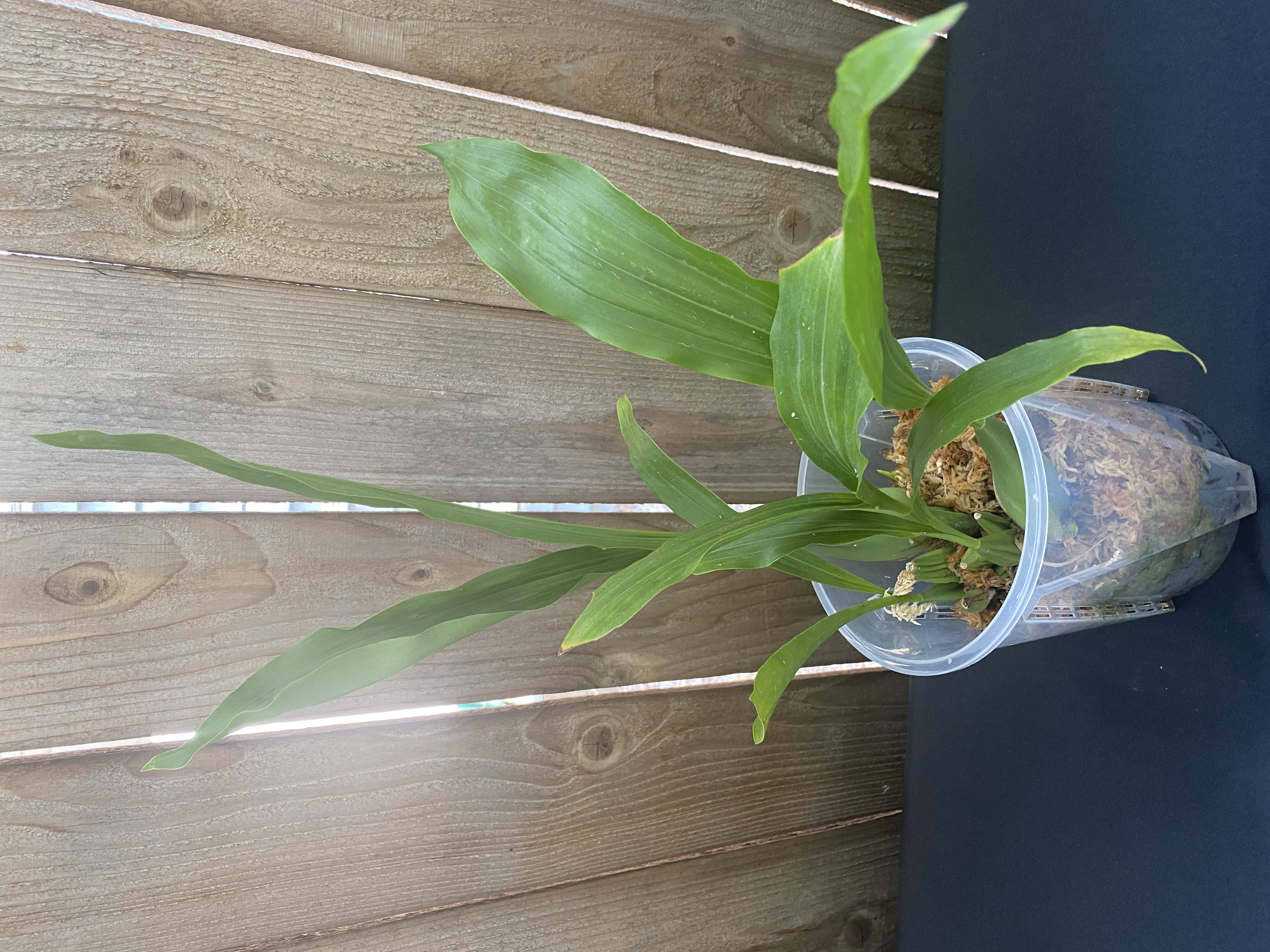 Coelogyne Linda Buckley