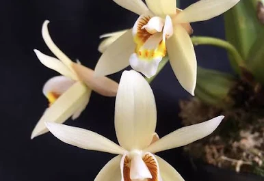 Coelogyne Flaccida