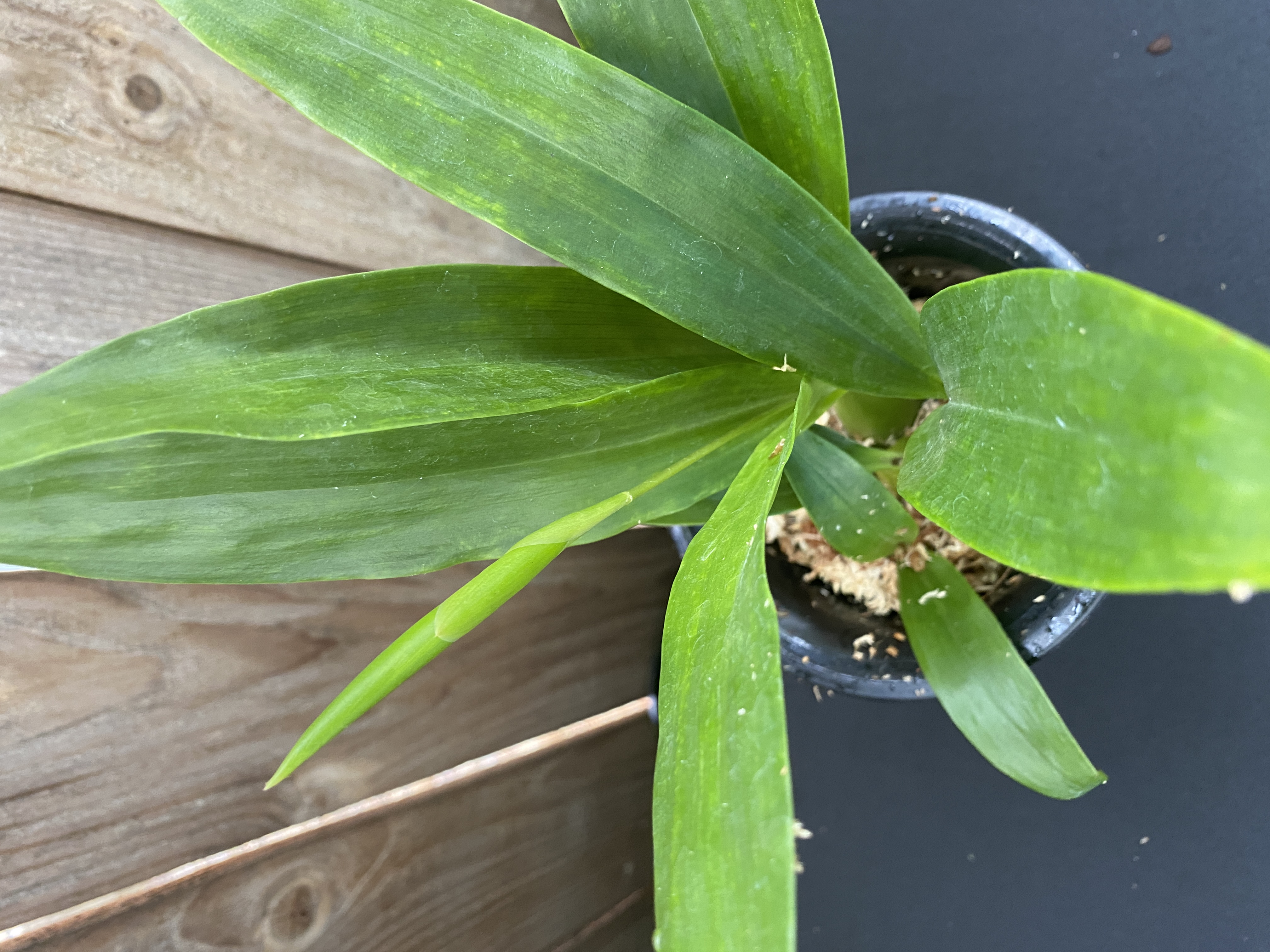 Coelogyne Mayeriana